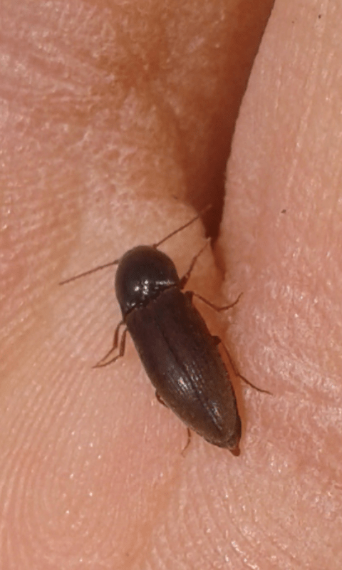 Elateridae: Agriotes sp.?